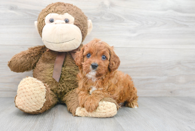 Cute Cavapoo Baby