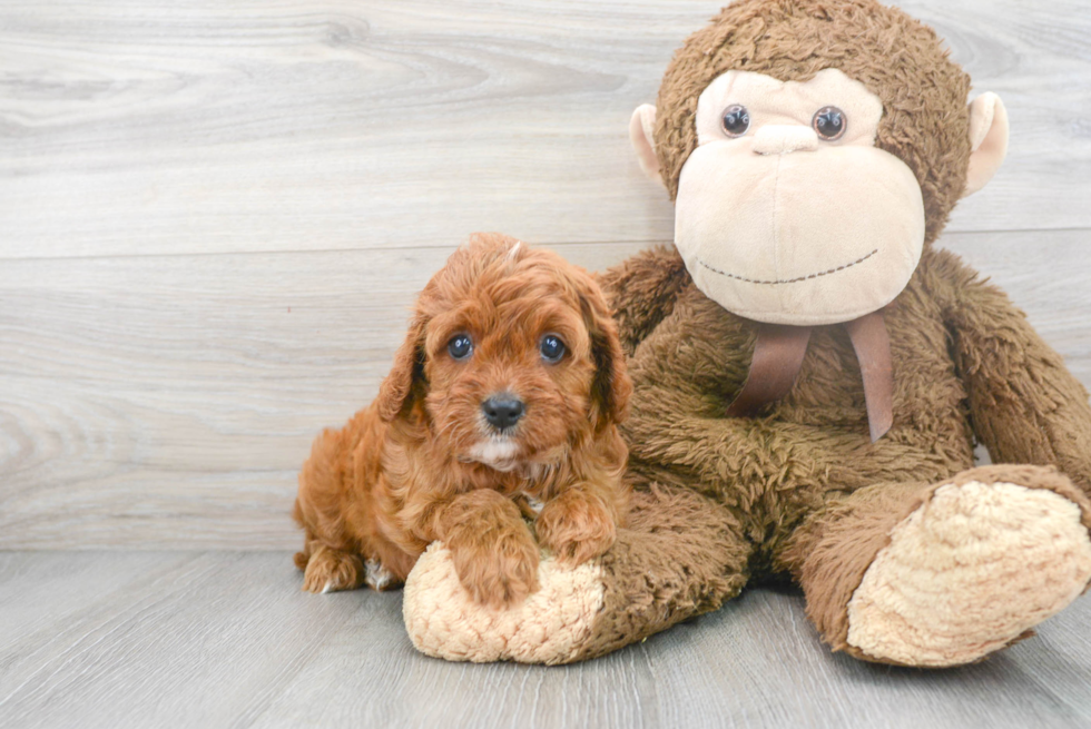 Playful Cavoodle Poodle Mix Puppy