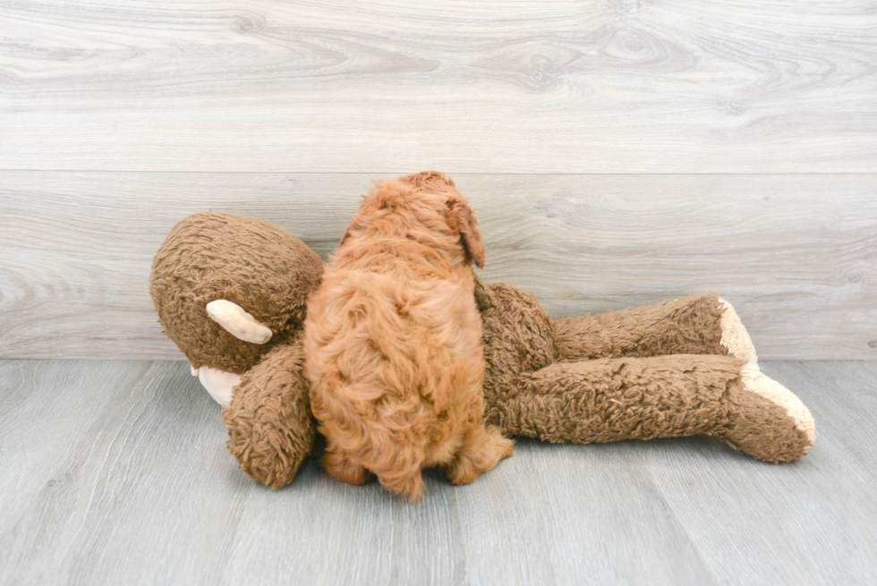 Cavapoo Pup Being Cute