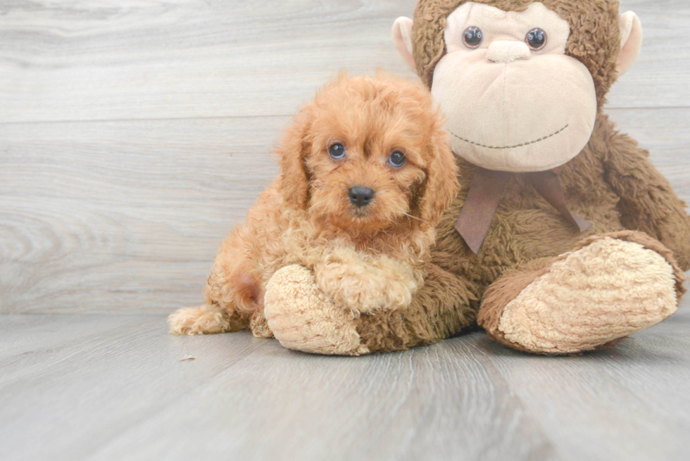 Cavapoo Puppy for Adoption