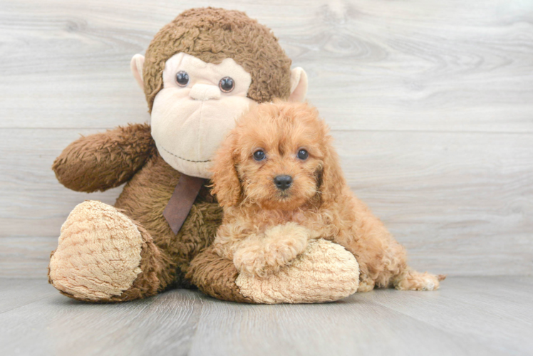 Cavapoo Puppy for Adoption