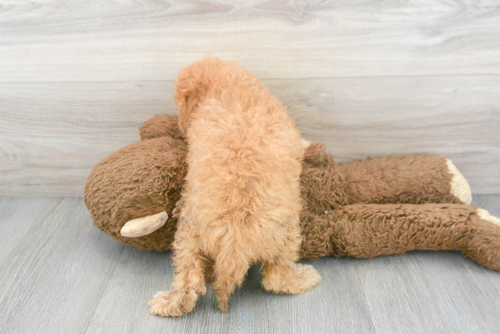 Smart Cavapoo Poodle Mix Pup