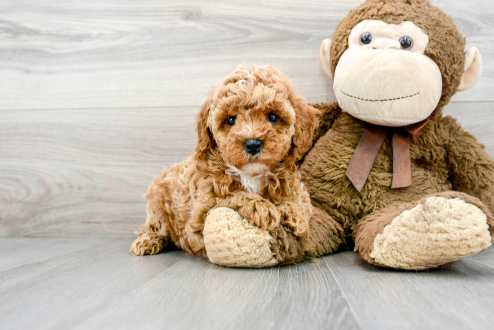 Best Cavapoo Baby