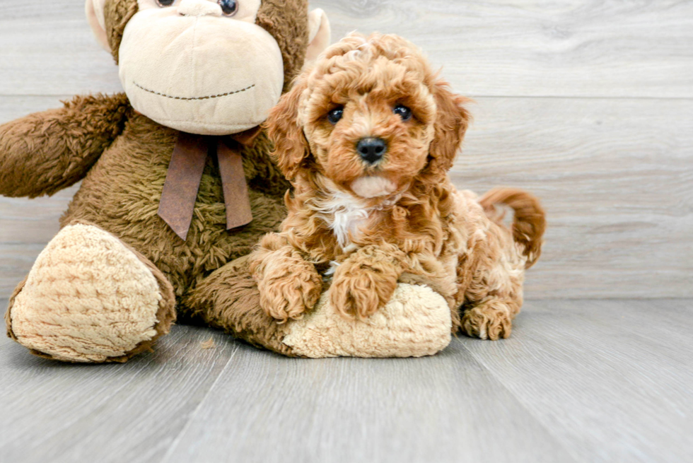 Cavapoo Pup Being Cute