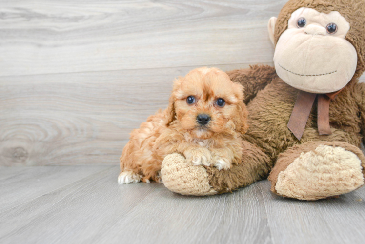 Friendly Cavapoo Baby