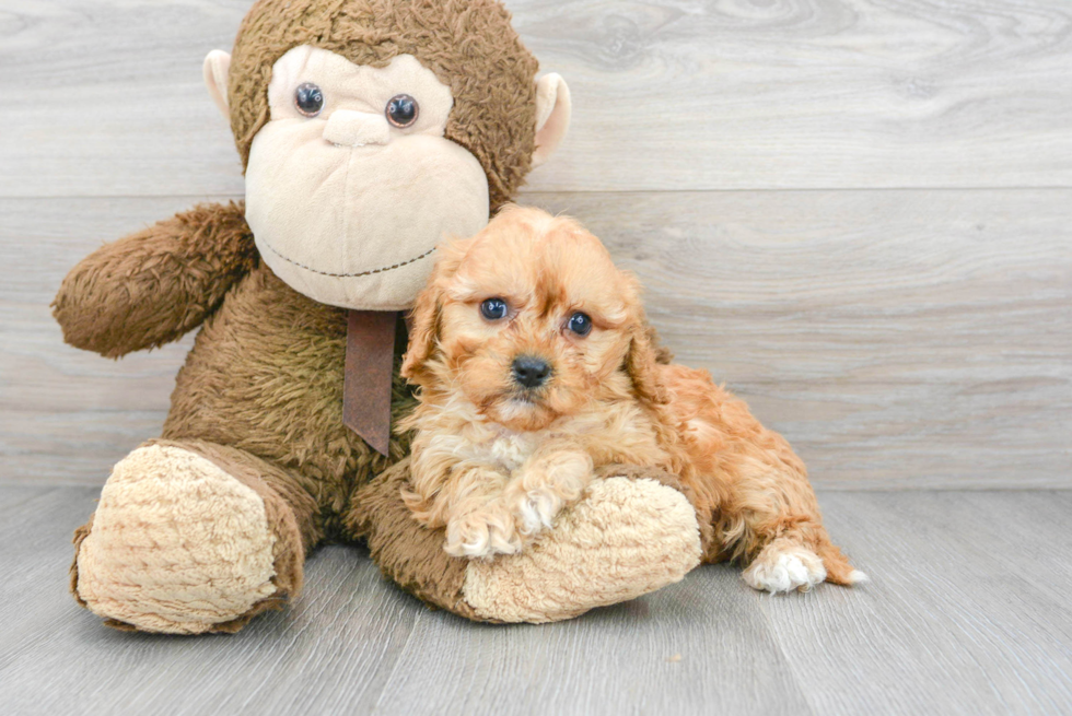 Cavapoo Puppy for Adoption