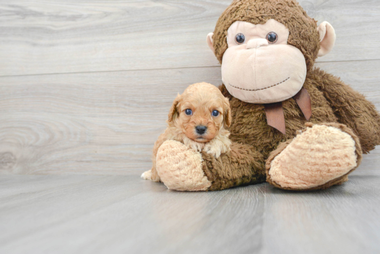 Funny Cavapoo Poodle Mix Pup