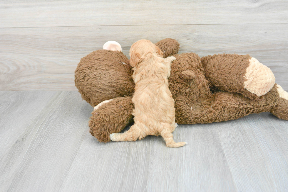 Cavapoo Pup Being Cute