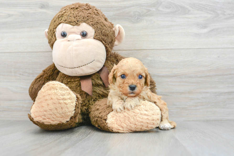 Cute Cavapoo Baby