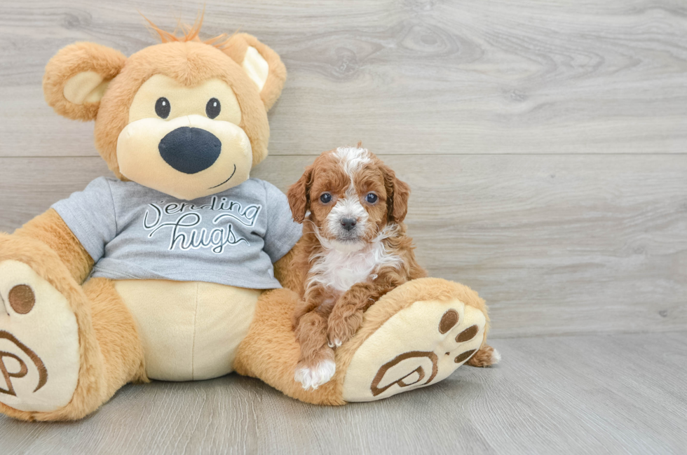 6 week old Cavapoo Puppy For Sale - Premier Pups