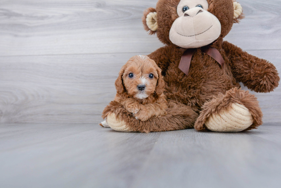 Best Cavapoo Baby