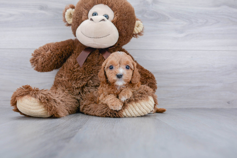 Cavapoo Puppy for Adoption