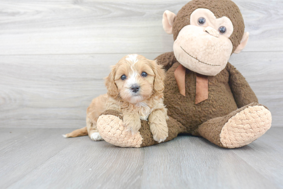 Cavapoo Pup Being Cute