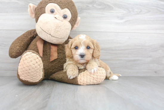 Friendly Cavapoo Baby