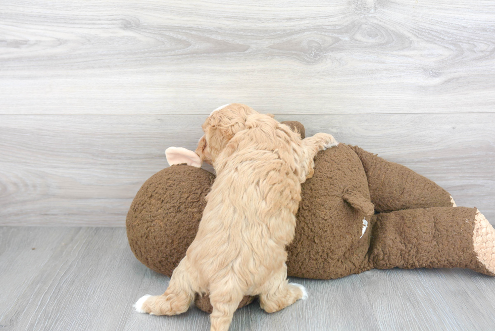 Adorable Cavoodle Poodle Mix Puppy