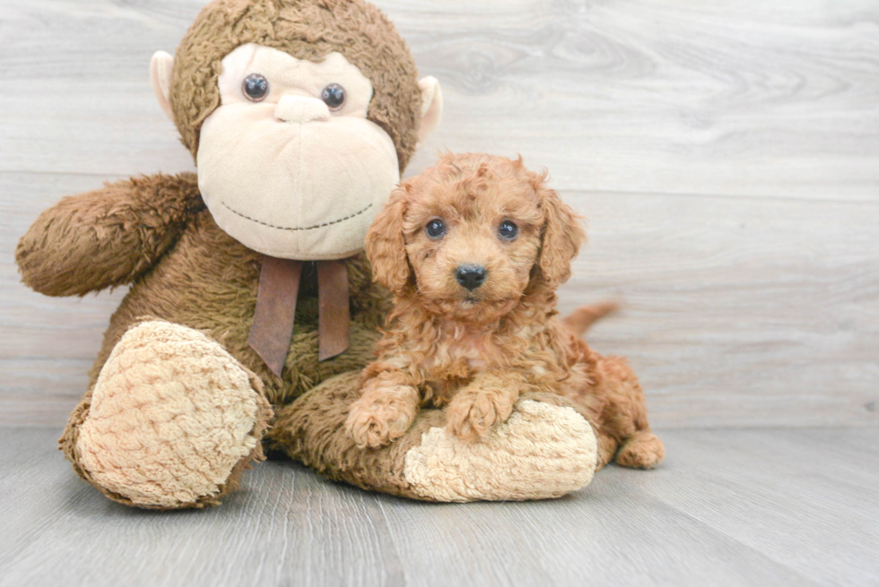 Best Cavapoo Baby