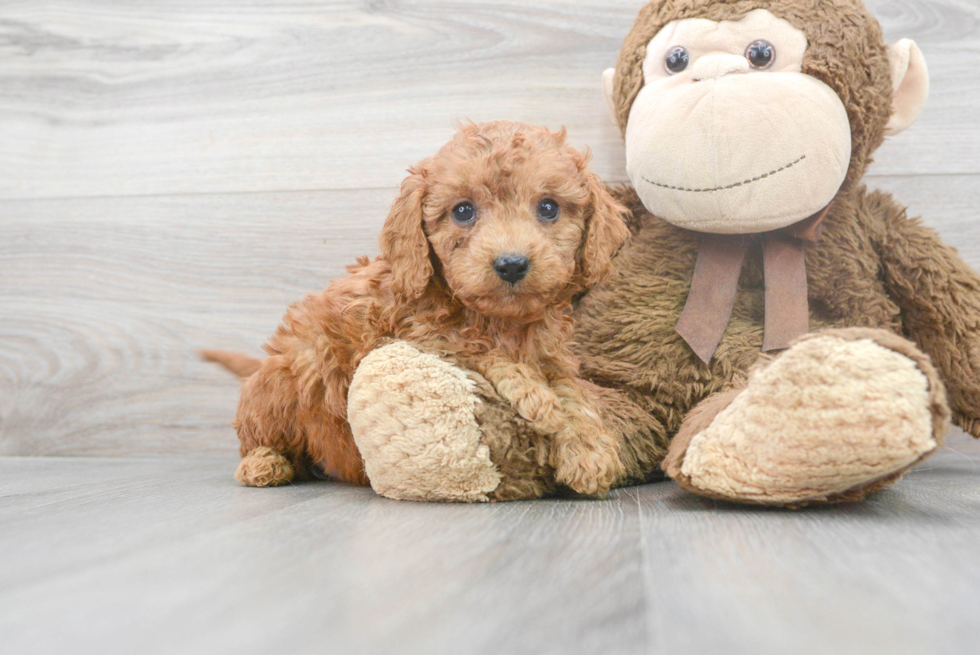 Popular Cavapoo Poodle Mix Pup