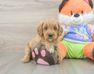 8 week old Cavapoo Puppy For Sale - Premier Pups