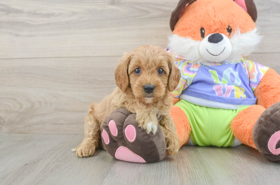 6 week old Cavapoo Puppy For Sale - Premier Pups