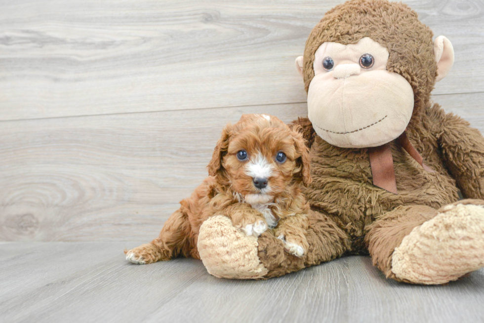 Best Cavapoo Baby