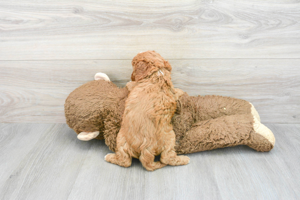 Energetic Cavoodle Poodle Mix Puppy