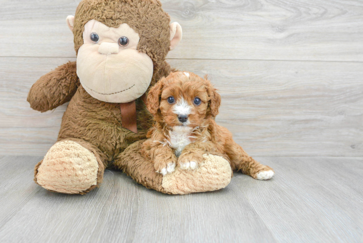 Cute Cavapoo Baby