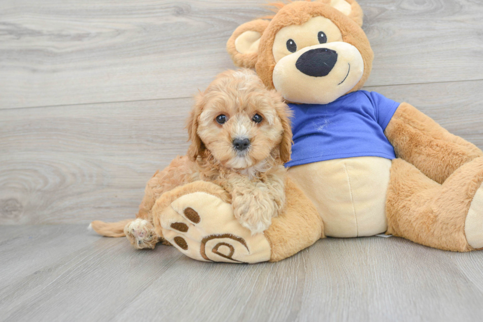 Smart Cavapoo Poodle Mix Pup
