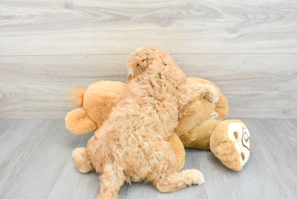 Cavapoo Puppy for Adoption