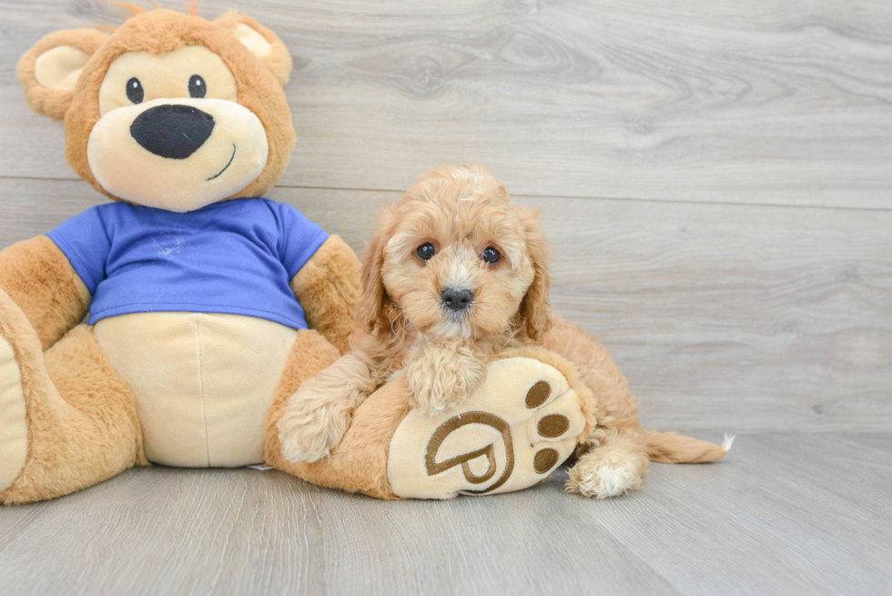 Cavapoo Puppy for Adoption
