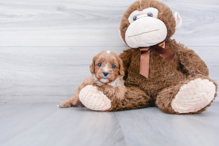 Energetic Cavoodle Poodle Mix Puppy