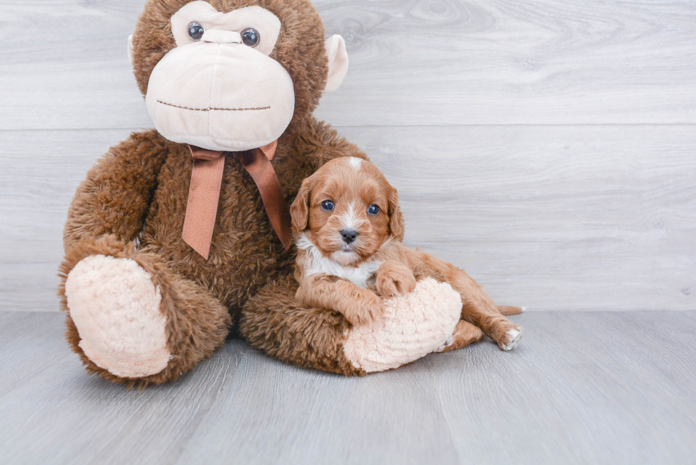 Cavapoo Puppy for Adoption