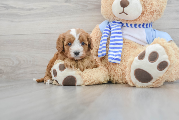 Cavapoo Puppy for Adoption