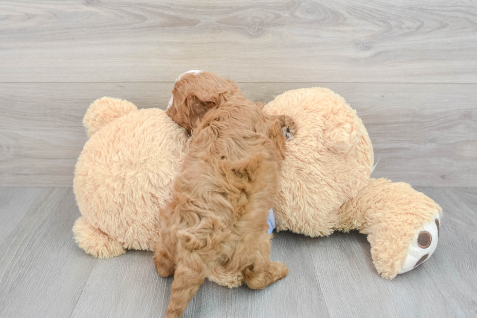 Energetic Cavoodle Poodle Mix Puppy