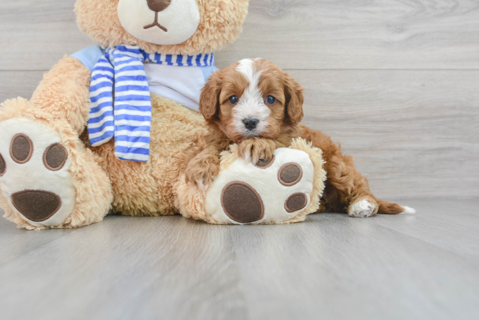 Sweet Cavapoo Baby