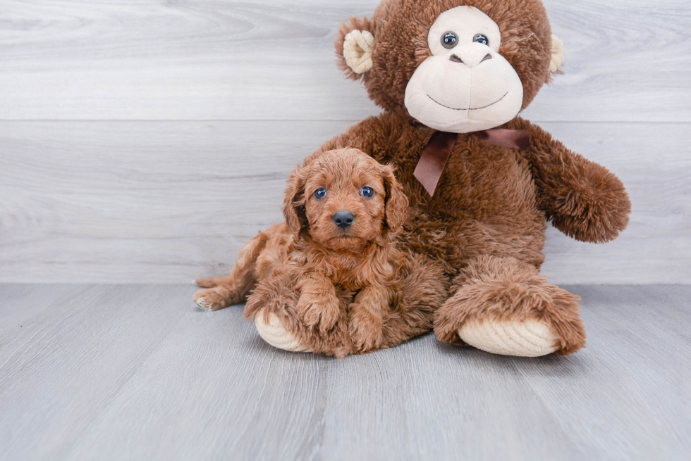 Sweet Cavapoo Baby