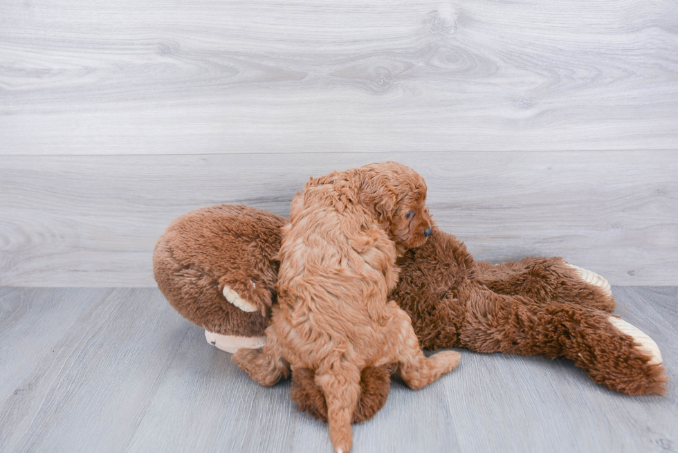 Cavapoo Pup Being Cute