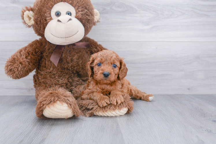 Best Cavapoo Baby