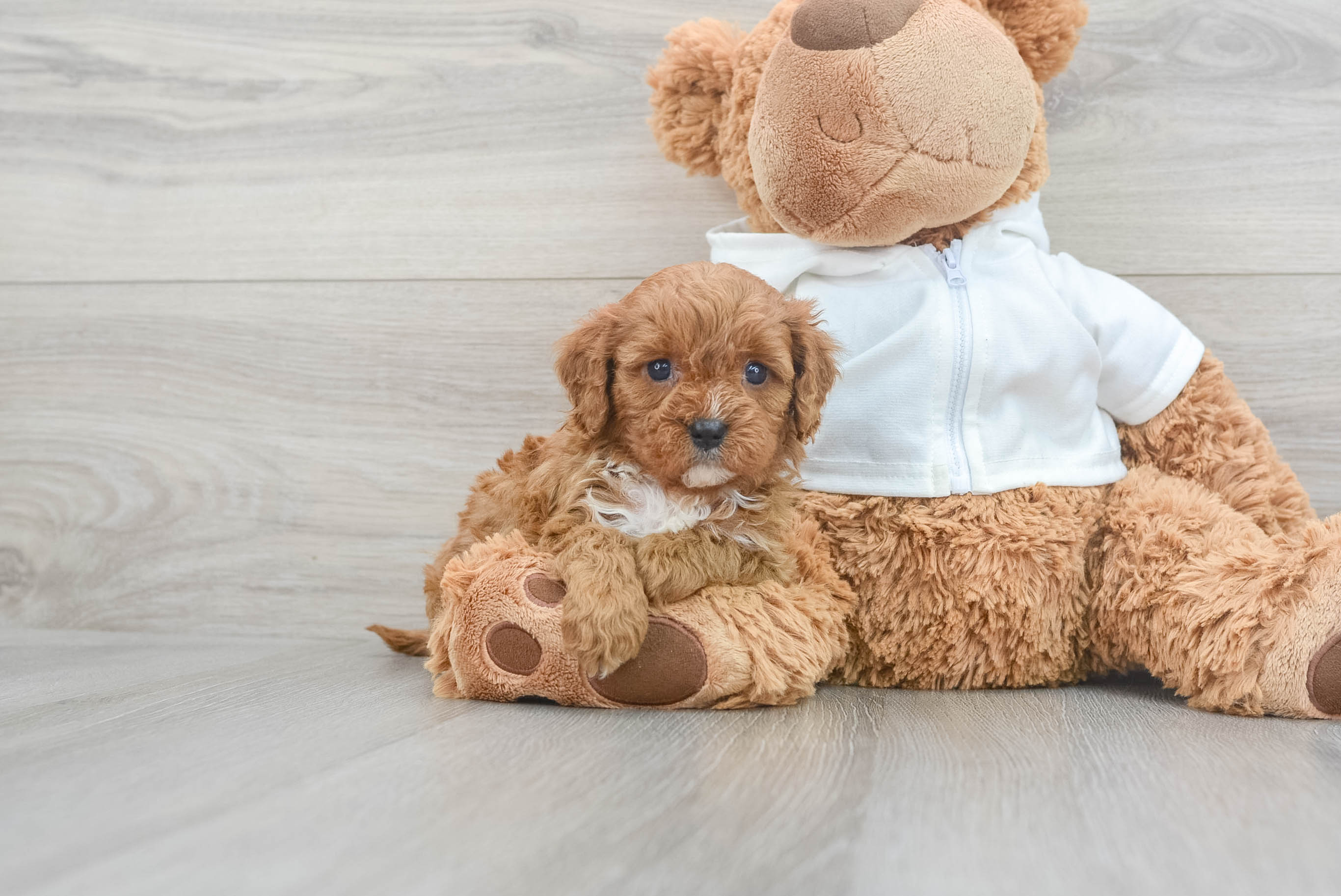 Cavapoo Puppy for Adoption
