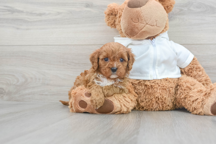 Cavapoo Puppy for Adoption