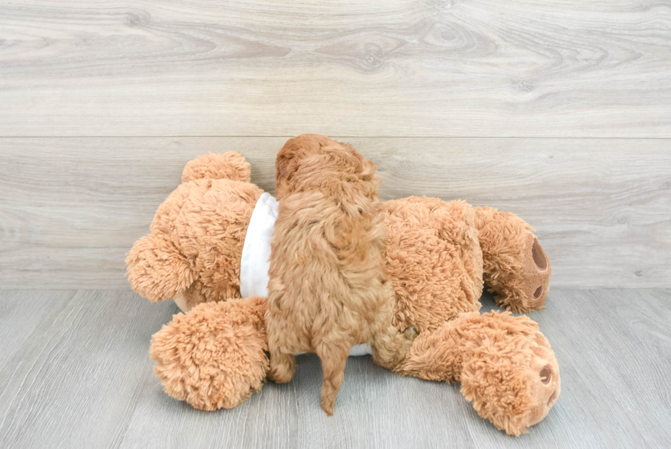 Smart Cavapoo Poodle Mix Pup