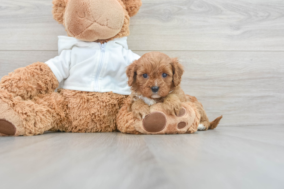 Energetic Cavoodle Poodle Mix Puppy