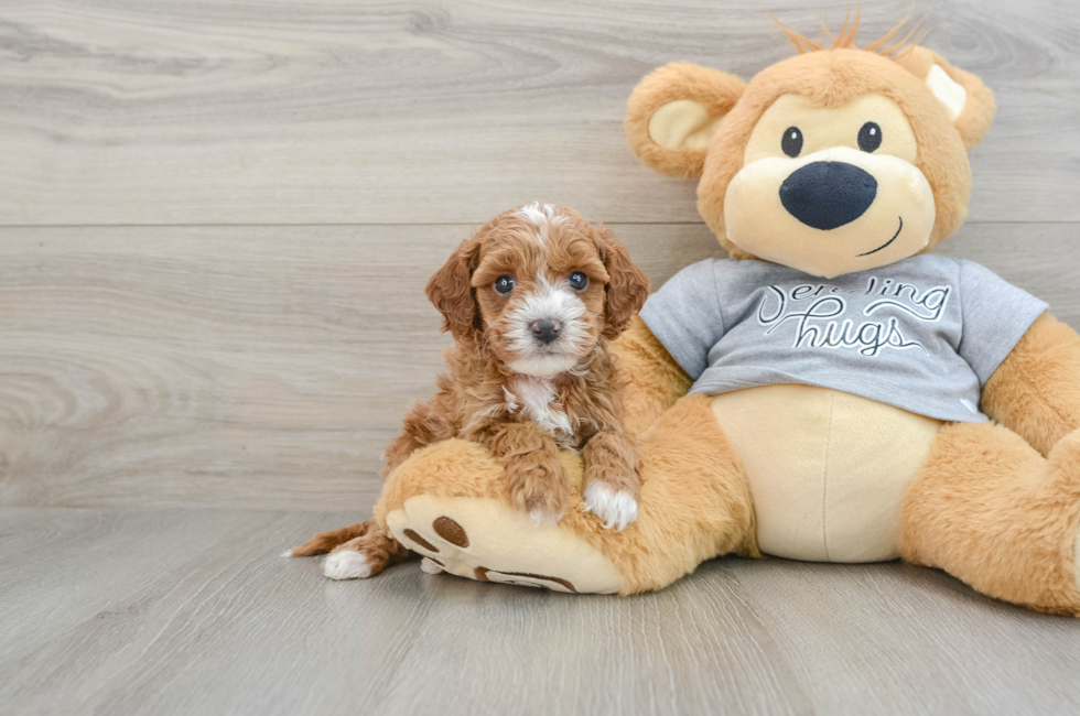 6 week old Cavapoo Puppy For Sale - Premier Pups