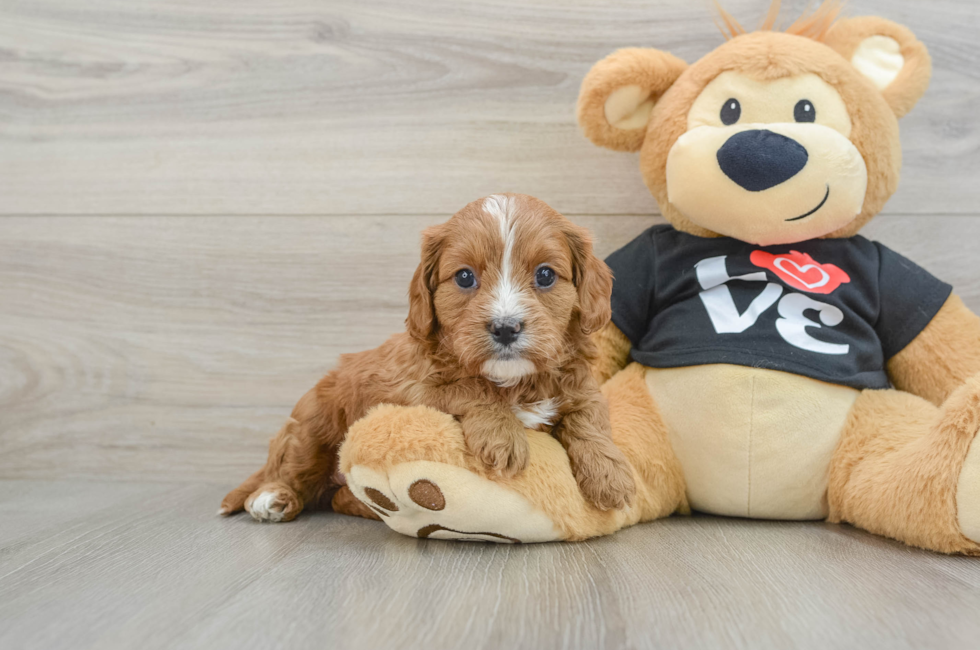 7 week old Cavapoo Puppy For Sale - Premier Pups