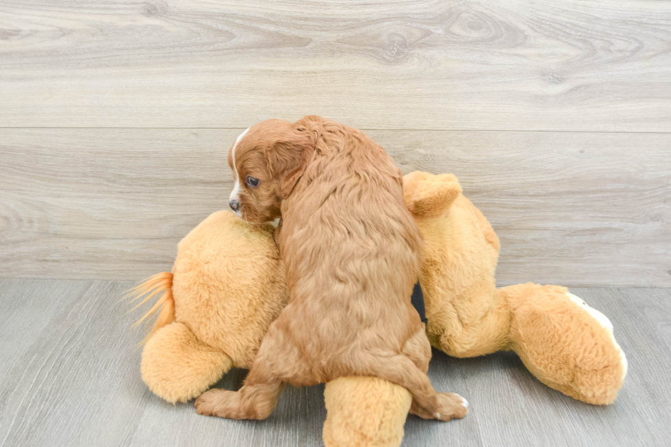 Energetic Cavoodle Poodle Mix Puppy