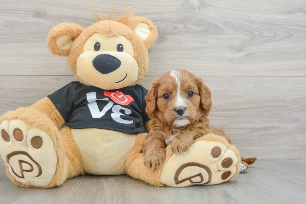 Fluffy Cavapoo Poodle Mix Pup