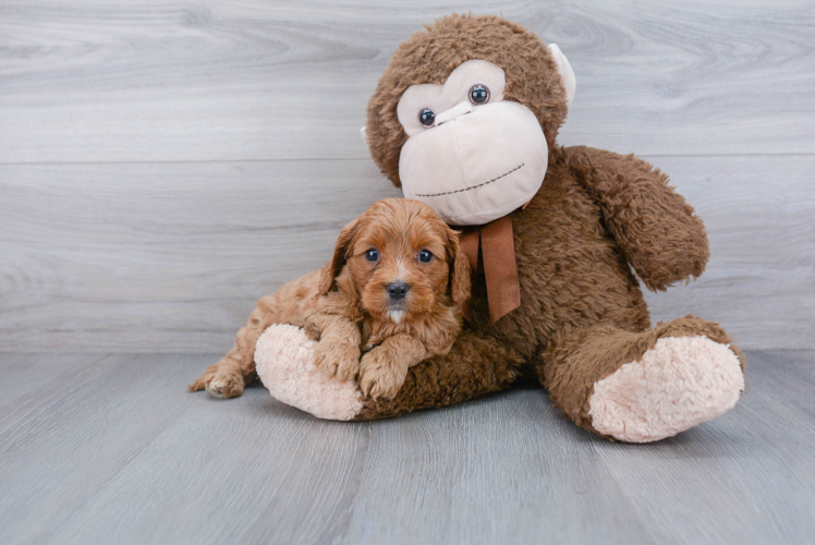 Best Cavapoo Baby