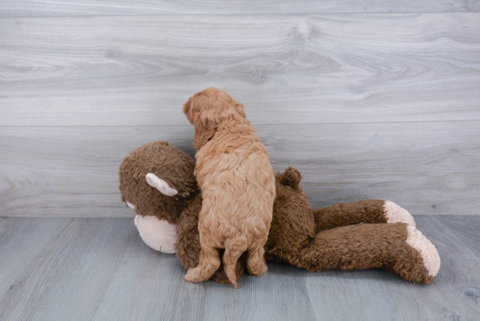 Cavapoo Pup Being Cute