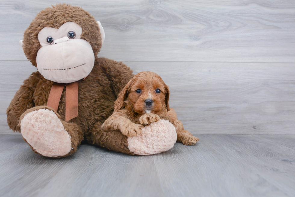 Happy Cavapoo Baby