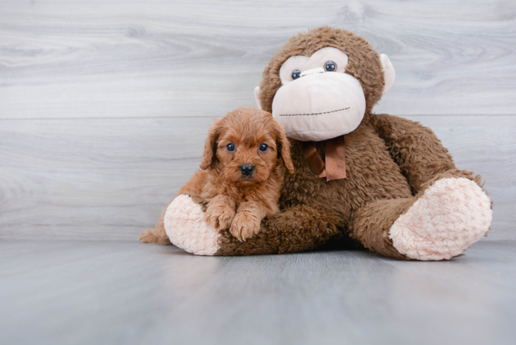 Best Cavapoo Baby