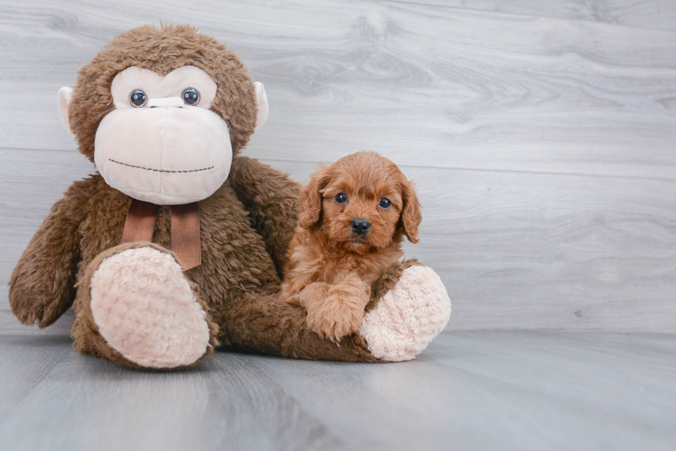 Best Cavapoo Baby